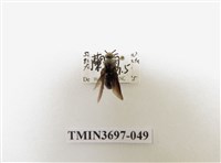 藏品(膜翅目(蜂))的圖片